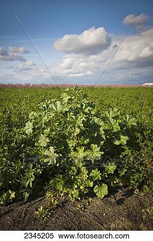 Stock Photography - Agriculture - Weeds, Little mallow (Malva parviflora) aka. Cheeseweed; mature plant in an alfalfa field / near Dinuba, California, USA.. Fotosearch