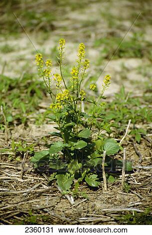 Stock Image - Agriculture - Weeds, Mustard (Brassica sp. ) / Ohio, USA.. Fotosearch