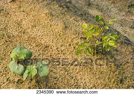Stock Image - Agriculture - Weeds, Trumpet Creeper (Campsis radicans) young plant (right) growing near cotton seedlings / Mississippi, USA.. Fotosearch