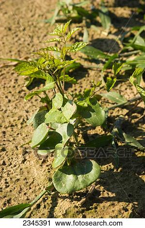 Stock Image - Agriculture - Weeds, Trumpet Creeper (Campsis radicans) young plant competing with cotton seedlings / Mississippi, USA.. Fotosearch