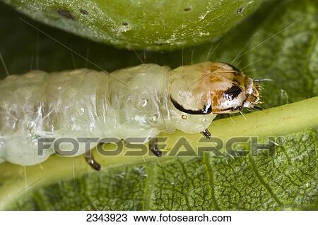 Agriculture - Western Avocado Leafroller (Amorbia cuneana) mature larva on a leaf / Napa Valley, California, USA. View Large Photo Image Stock Image - Agriculture - Western Avocado Leafroller (Amorbia cuneana) mature larva on a leaf / Napa Valley, California, USA.. Fotosearch