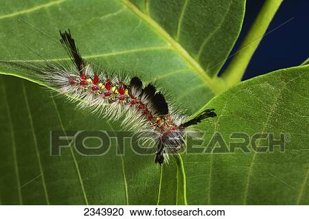 Stock Image - Agriculture - Western Tussock moth (Orgyia vetusta) larva on English walnut foliage.. Fotosearch