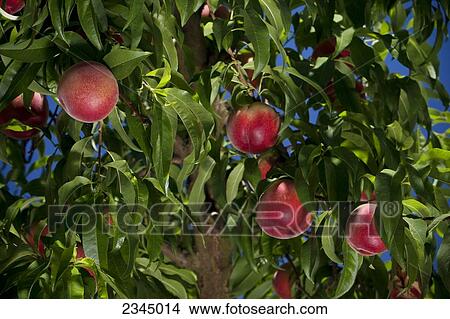 Picture - Agriculture - White flesh peaches on the tree in summer, ripe and ready to harvest / near Dinuba, California, USA.. Fotosearch