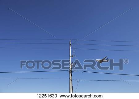 Airplane in a blue sky with power lines in the foreground; Mississauga, Ontario, Canada View Large Photo Image Stock Image - Airplane in a blue sky with power lines in the foreground; Mississauga, Ontario, Canada. Fotosearch
