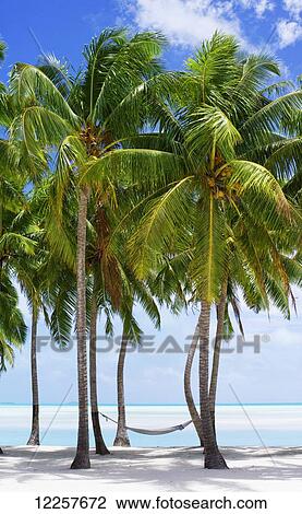Aitutaki Lagoon Resort, Aitutaki, Cook Islands View Large Photo Image Stock Image - Aitutaki Lagoon Resort, Aitutaki, Cook Islands. Fotosearch