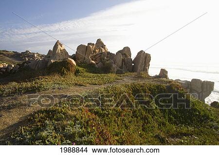 Aizoaceae Plants, Rocas De Santo Domingo, Santo Domingo, Chile View Large Photo Image Picture - Aizoaceae Plants, Rocas De Santo Domingo, Santo Domingo, Chile. Fotosearch