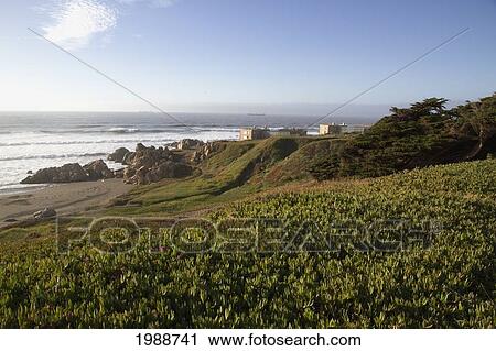 Aizoaceae Plants, Rocas De Santo Domingo, Santo Domingo, Chile View Large Photo Image Stock Image - Aizoaceae Plants, Rocas De Santo Domingo, Santo Domingo, Chile. Fotosearch