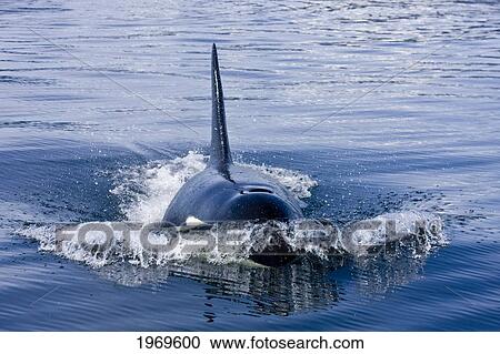 Stock Image - Alaska, A Large Male Killer Whale Chasing Salmon Explodes From The Water For A Quick Gulp Of O2 Before Returning To The Chase, /Ninside Passage.. Fotosearch