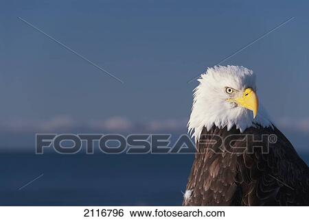 Alaska, A stoic Bald Eagle against a clear blue sky. View Large Photo Image Stock Photograph - Alaska, A stoic Bald Eagle against a clear blue sky.. Fotosearch