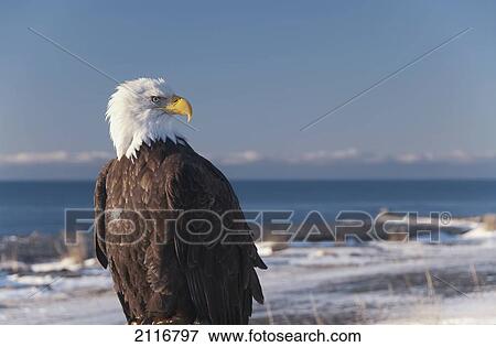 Alaska, A stoic Blad Eagle against a clear blue sky. View Large Photo Image Stock Photo - Alaska, A stoic Blad Eagle against a clear blue sky.. Fotosearch