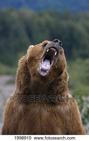 Stock Image - Alaska, Admiralty Island, Brown Bear (Ursus Arctos) Aggressive Posturing, B1645. Fotosearch
