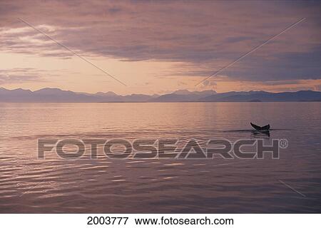 Stock Photo - Alaska, Admiralty Island, Inside Passage Humpback Whale (Megaptera Novaeangliae) Tail At Surface, Sunset Pink/Orange Sky Calm Ocean. Fotosearch