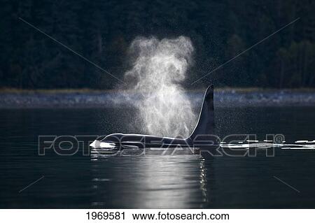 Stock Image - Alaska, An Orca Whale Surfaces On Inside Passage.. Fotosearch