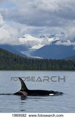 Stock Image - Alaska, An Orca Whale Surfaces On Inside Passage.. Fotosearch