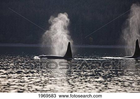 Stock Image - Alaska, An Orca Whale Surfaces On Inside Passage.. Fotosearch