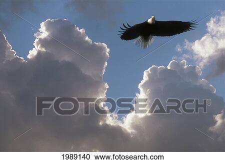 Stock Image - Alaska, Bald Eagle Flying In Cloudy Sky.. Fotosearch