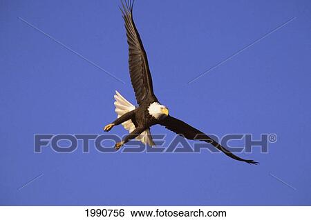 Alaska, Bald Eagle (Haliaeetus Leucocephalus) In Flight View Large Photo Image Stock Photograph - Alaska, Bald Eagle (Haliaeetus Leucocephalus) In Flight. Fotosearch