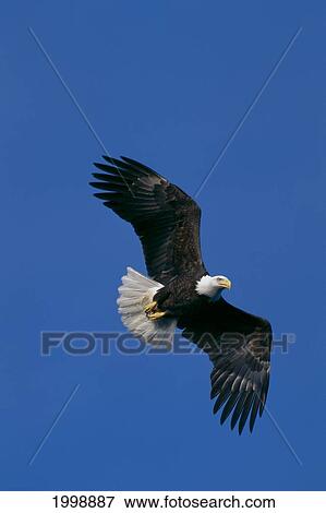 Alaska, Bald Eagle In Flight (Haliaeetus Leucocephalus) Tongass National Forest B1655 View Large Photo Image Stock Photo - Alaska, Bald Eagle In Flight (Haliaeetus Leucocephalus) Tongass National Forest B1655. Fotosearch