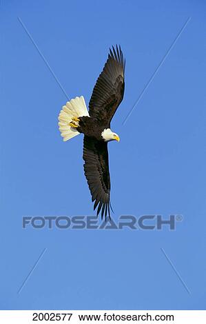 Alaska, Bald Eagle In Flight Wings Spread (Haliaeetus Leucocephalus) Blue Sky View Large Photo Image Stock Photo - Alaska, Bald Eagle In Flight Wings Spread (Haliaeetus Leucocephalus) Blue Sky. Fotosearch