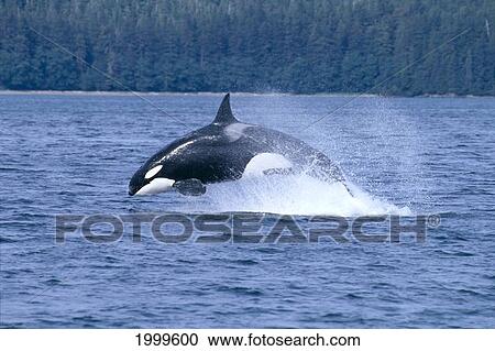 Stock Image - Alaska, Chichagof Island, Cross Sound, Orca (Orcinus Orca) Side View Leaping C2023. Fotosearch