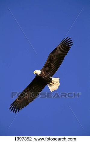 Alaska, Chilkat River, Bald Eagle In Flight (Haliaeetus Leucocephalus) Blue Sky A51F View Large Photo Image Stock Image - Alaska, Chilkat River, Bald Eagle In Flight (Haliaeetus Leucocephalus) Blue Sky A51F. Fotosearch