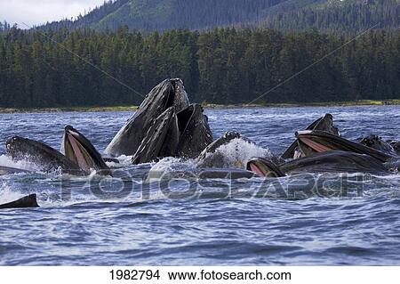 Picture - Alaska, Frederick Sound, Humpback Whales (Megaptera Novanglia) Bubble Net Feeding On Herring.. Fotosearch