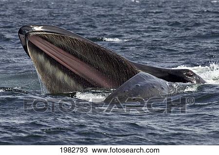 Alaska, Frederick Sound, Humpback Whales (Megaptera Novanglia) Bubble Net Feeding On Herring. View Large Photo Image Stock Image - Alaska, Frederick Sound, Humpback Whales (Megaptera Novanglia) Bubble Net Feeding On Herring.. Fotosearch
