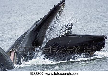Stock Image - Alaska, Frederick Sound, Humpback Whales (Megaptera Novanglia) Bubble Net Feeding On Herring.. Fotosearch