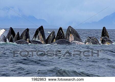 Stock Image - Alaska, Frederick Sound, Humpback Whales (Megaptera Novanglia) Bubble Net Feeding On Herring.. Fotosearch