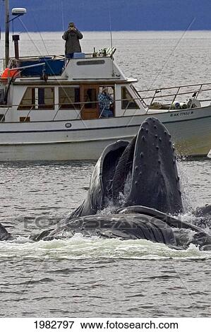 Stock Photo - Alaska, Frederick Sound, Humpback Whales (Megaptera Novanglia) Bubble Net Feeding On Herring, Whale Watching Boat Behind.. Fotosearch