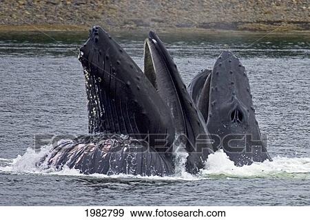 Stock Photo - Alaska, Frederick Sound, Humpback Whales (Megaptera Novanglia) Bubble Net Feeding On Herring.. Fotosearch