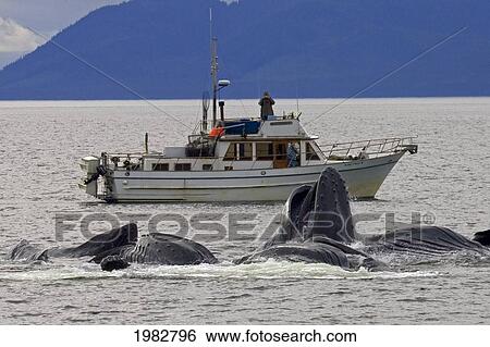 Stock Photograph - Alaska, Frederick Sound, Humpback Whales (Megaptera Novanglia) Bubble Net Feeding On Herring, Whale Watching Boat Behind.. Fotosearch