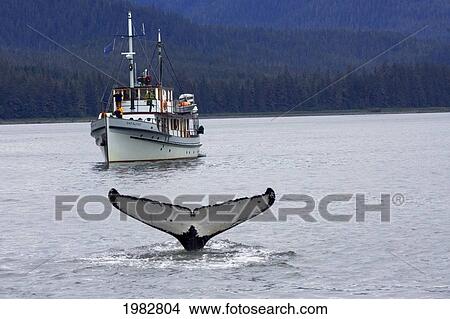 Picture - Alaska, Frederick Sound, Humpback Whale (Megaptera Novanglia), Fluking, Whale Watching Boat Behind.. Fotosearch