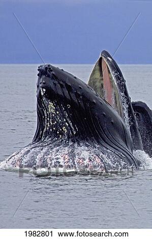 Stock Image - Alaska, Frederick Sound, Humpback Whale (Megaptera Novanglia) Bubble Net Feeding On Herring.. Fotosearch