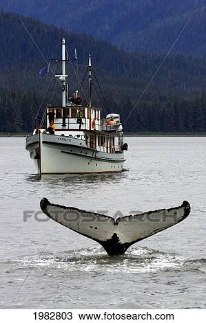 Stock Image - Alaska, Frederick Sound, Humpback Whale (Megaptera Novanglia), Fluking, Whale Watching Boat Behind.. Fotosearch