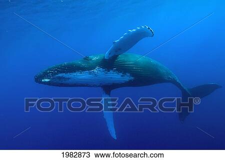 Alaska, Frederick Sound, Humpback Whale (Megaptera Novanglia), Underwater. View Large Photo Image Stock Image - Alaska, Frederick Sound, Humpback Whale (Megaptera Novanglia), Underwater.. Fotosearch