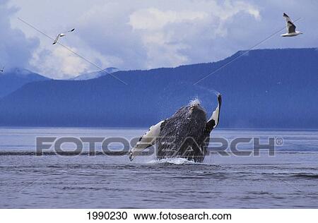 Alaska, Frederick Sound, Humpback Whale (Megaptera Novaeangliae) Breach View Large Photo Image Stock Image - Alaska, Frederick Sound, Humpback Whale (Megaptera Novaeangliae) Breach. Fotosearch