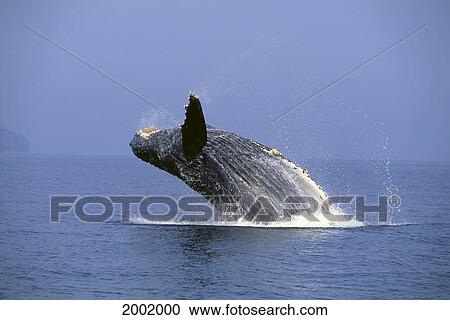 Stock Image - Alaska, Frederick Sound, Humpback Whale (Megaptera Novaeangliae) Breaching. Fotosearch