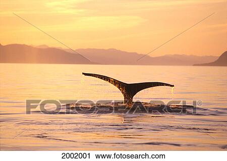 Alaska, Frederick Sound, Humpback Whale (Megaptera Novaeangliae) Fluke At Sunset View Large Photo Image Stock Image - Alaska, Frederick Sound, Humpback Whale (Megaptera Novaeangliae) Fluke At Sunset. Fotosearch