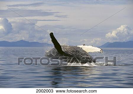 Alaska, Frederick Sound, Humpback Whale (Megaptera Novaeangliae) Breaching View Large Photo Image Stock Image - Alaska, Frederick Sound, Humpback Whale (Megaptera Novaeangliae) Breaching. Fotosearch