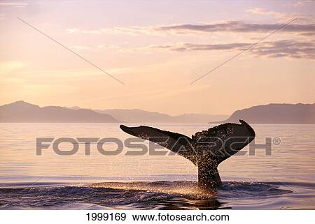 Stock Photo - Alaska, Frederick Sound, Humpback Whale (Megaptera Novaeangliae) Fluke At Sunset B1988. Fotosearch