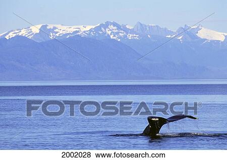Stock Photo - Alaska, Frederick Sound, Humpback Whale (Megaptera Novaeangliae) Fluke With Snowcapped Mountains Background. Fotosearch