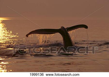 Stock Photograph - Alaska, Frederick Sound, Humpback Whale (Megaptera Novaeangliae) Sunset, Fluke, B2001. Fotosearch