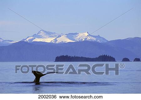 Stock Photograph - Alaska, Frederick Sound, Humpback Whale (Megaptera Novaeangliae) Fluke. Fotosearch