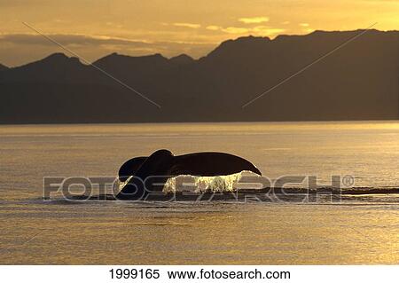 Stock Photography - Alaska, Frederick Sound, Humpback Whale (Megaptera Novaeangliae) Tail, Golden Reflections At Sunset B2008. Fotosearch
