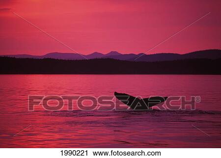 Stock Image - Alaska, Frederick Sound, Inside Passage, Humpback Whale (Megaptera Novaeangliae) Fluke At Sunset. Fotosearch