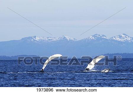 Alaska, Frederick Sound, Two Humpback Whales (Megaptera Novaeangliae) With Pectoral Fins Raised Above Ocean. View Large Photo Image Stock Photograph - Alaska, Frederick Sound, Two Humpback Whales (Megaptera Novaeangliae) With Pectoral Fins Raised Above Ocean.. Fotosearch