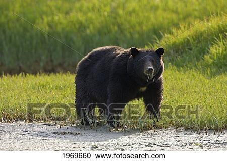 Stock Image - Alaska, Glacier Bay, A Black Bear Forages On Spring Sedge. Fotosearch