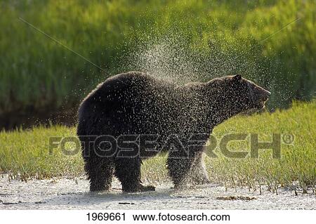 Alaska, Glacier Bay, A Black Bear Forages On Spring Sedge View Large Photo Image Stock Image - Alaska, Glacier Bay, A Black Bear Forages On Spring Sedge. Fotosearch