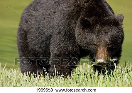 Alaska, Glacier Bay, A Black Bear Forages On Spring Sedge View Large Photo Image Stock Photo - Alaska, Glacier Bay, A Black Bear Forages On Spring Sedge. Fotosearch